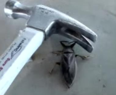 huge_beetle.jpg