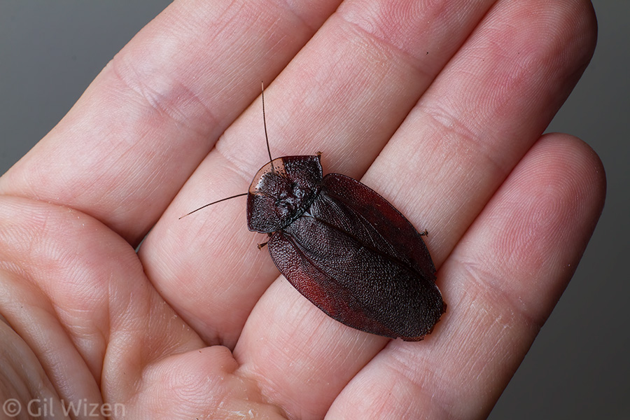 Lanxoblatta-rudis-male.jpg