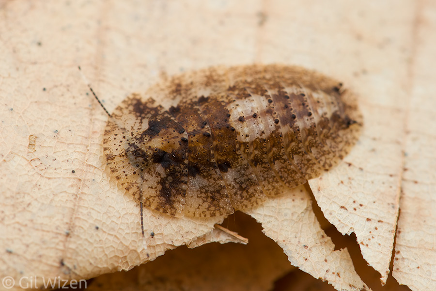 Lanxoblatta-rudis-nymph.jpg