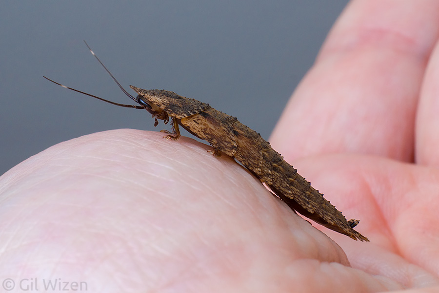 Lanxoblatta-rudis-nymph.jpg