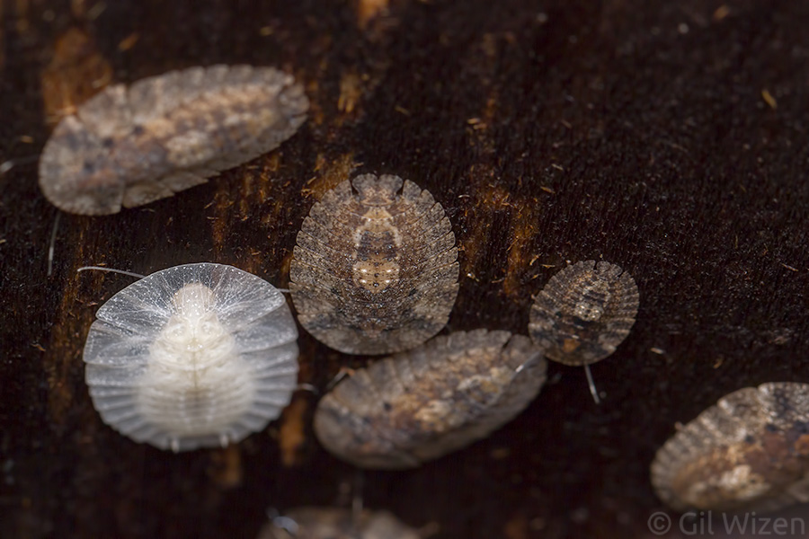 Lanxoblatta-rudis-nymphs-2.jpg
