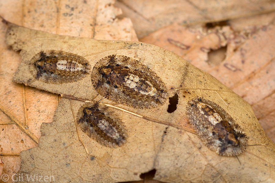 Lanxoblatta-rudis-nymphs.jpg