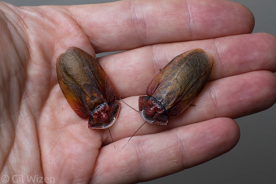 Lanxoblatta-rudis-pair-molted.jpg