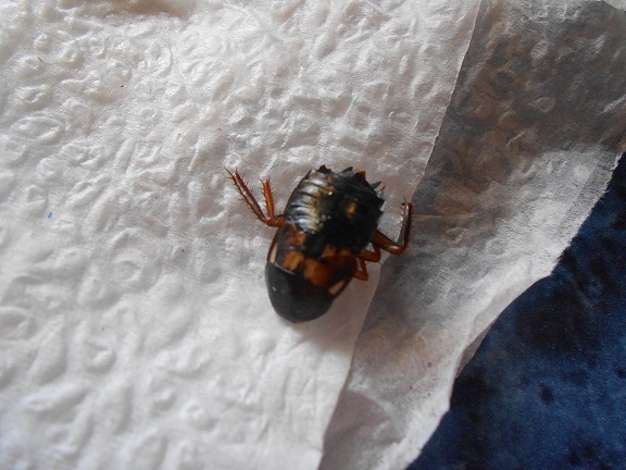 le roach 2.jpg