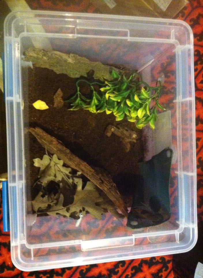 mixed species bin.jpg