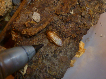 Myrmecoblatta male small.jpg