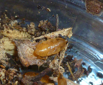 Myrmecoblatta nymph - cropped small.jpg