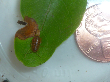 Myrmecoblatta small.jpg