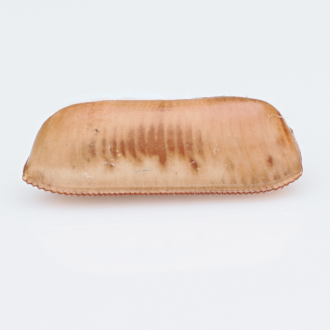 ooth.png