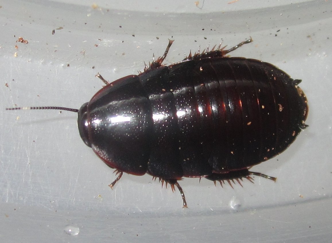 P.bilobata#1.JPG