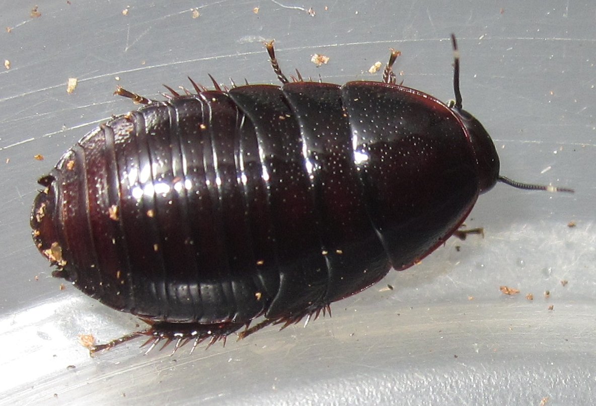 P.bilobata#3.JPG