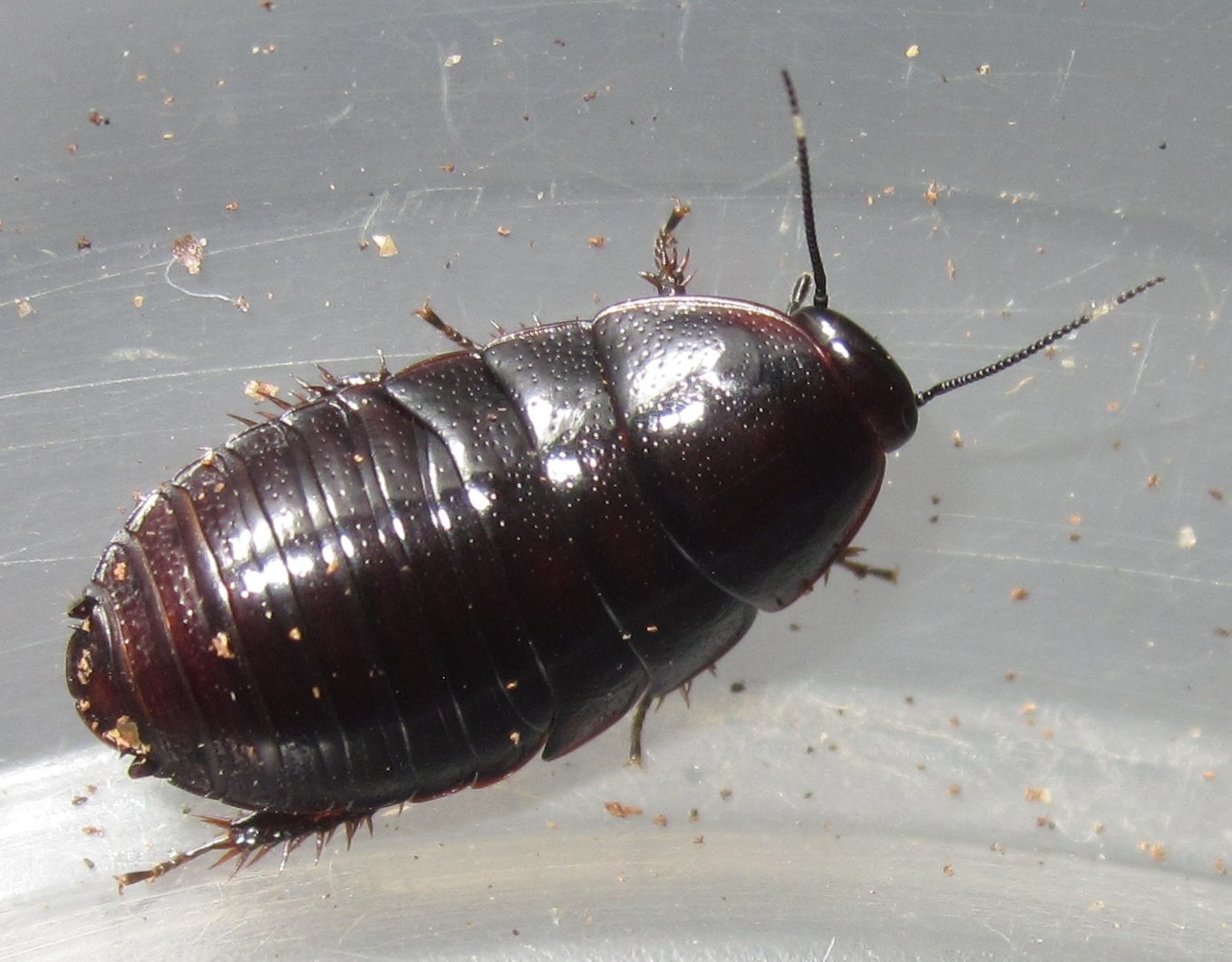 P.bilobata#4.JPG