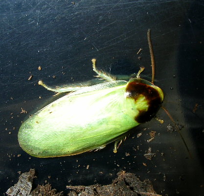 Panchlora.jpg