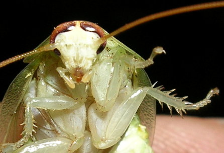 Panchloragiantface.jpg
