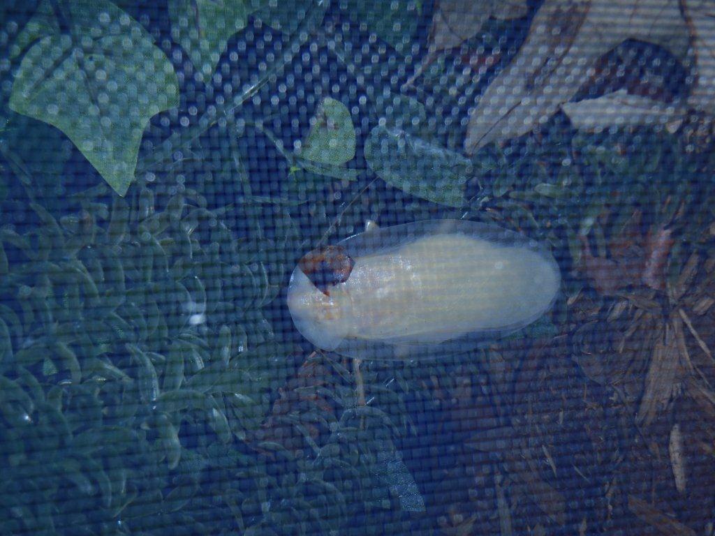 pepperedmolt2.jpg