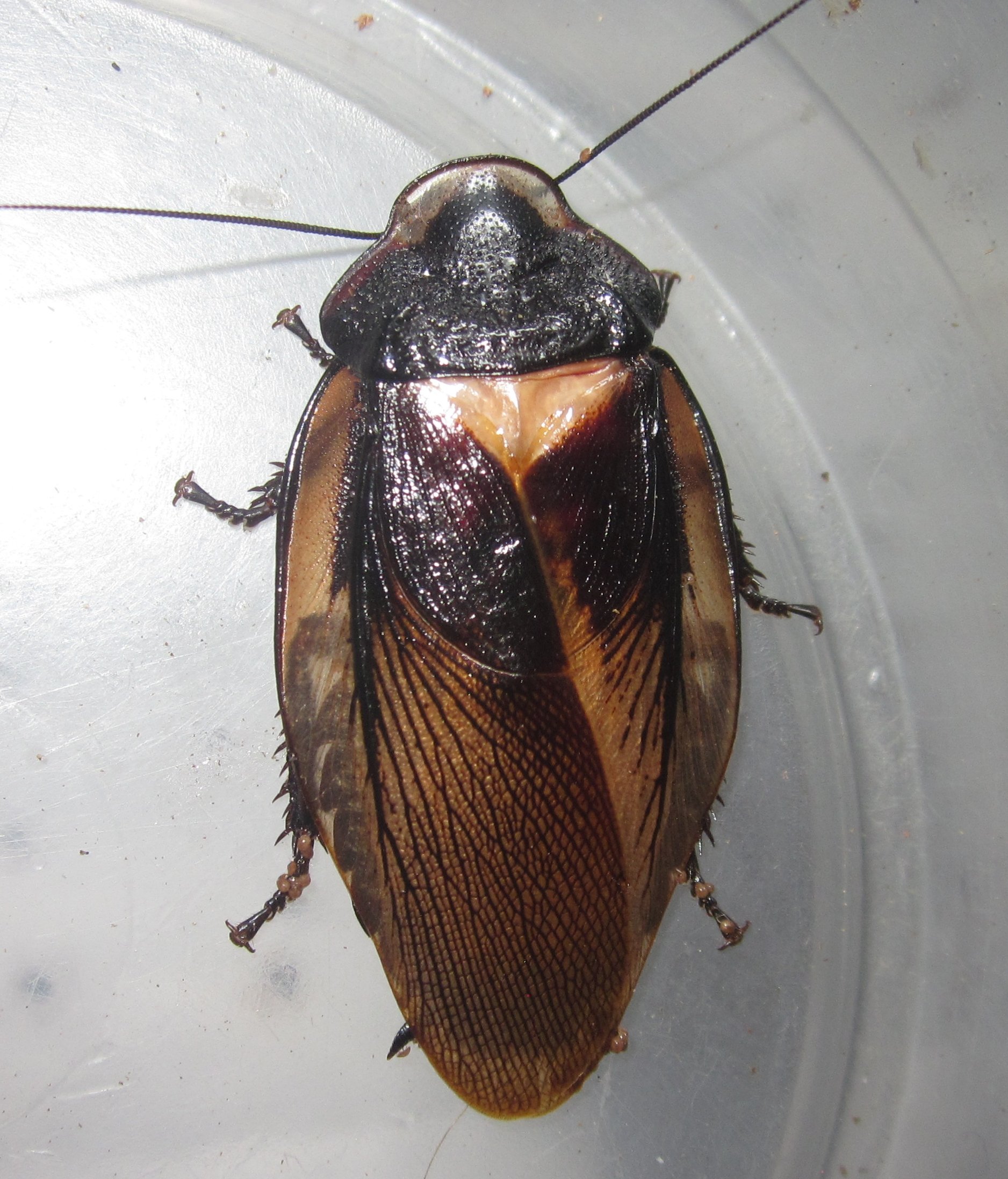 Phortioecaphoraspoides#1.JPG