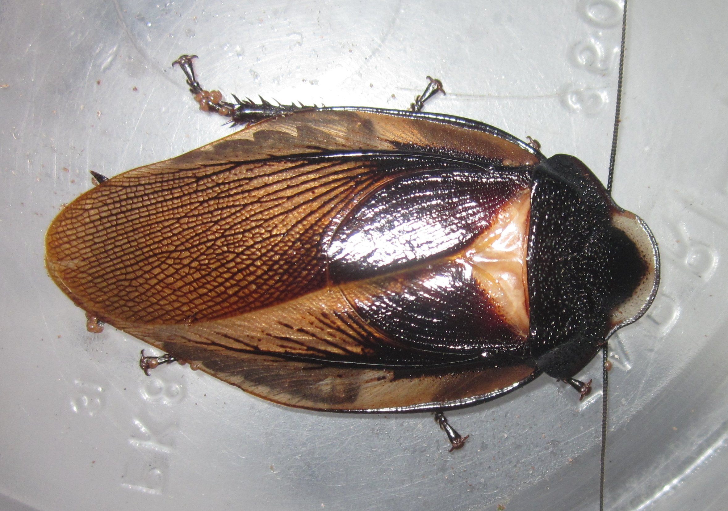 Phortioecaphoraspoides#4.JPG