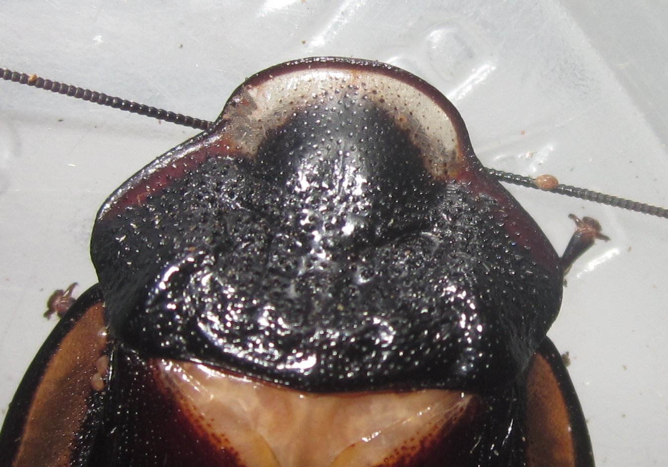 Phortioecaphoraspoides#5.JPG
