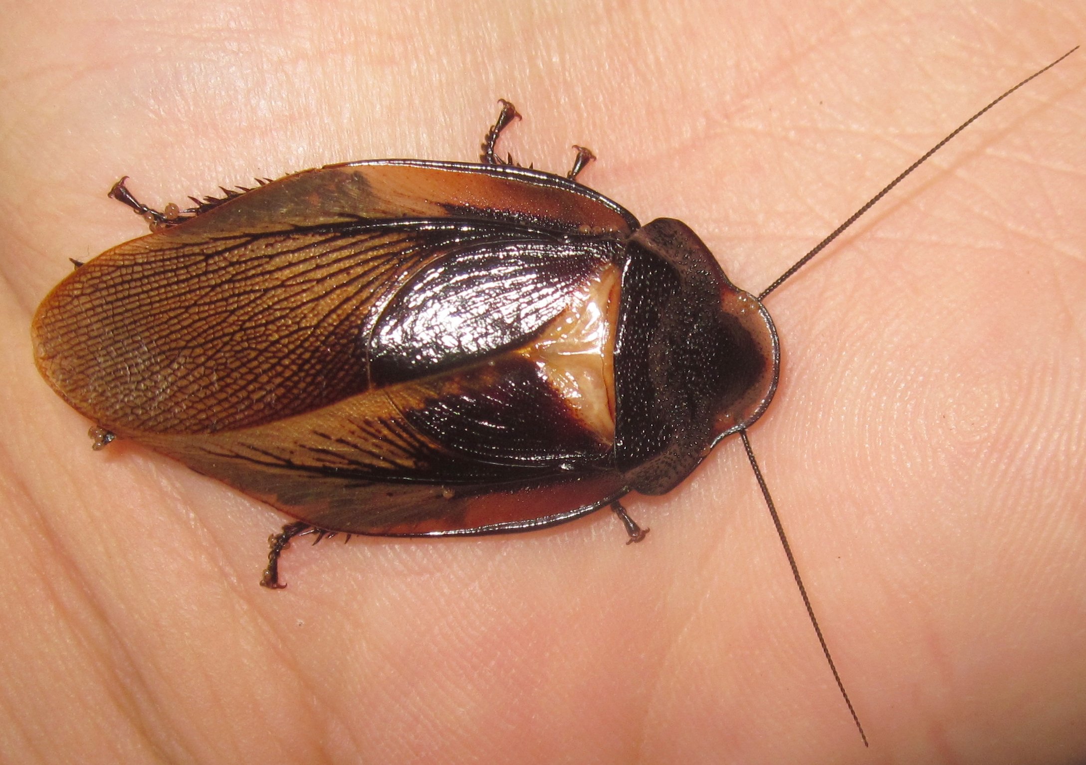 Phortioecaphoraspoides#8.JPG