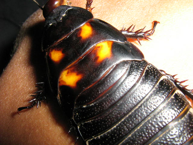 picture_animal_168.jpg