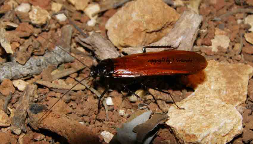 Pseudoderopeltis.JPG