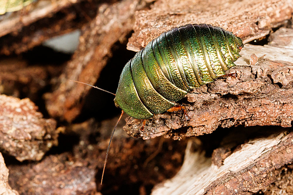 pseudoglomeris_corydidarum_01_small.jpg