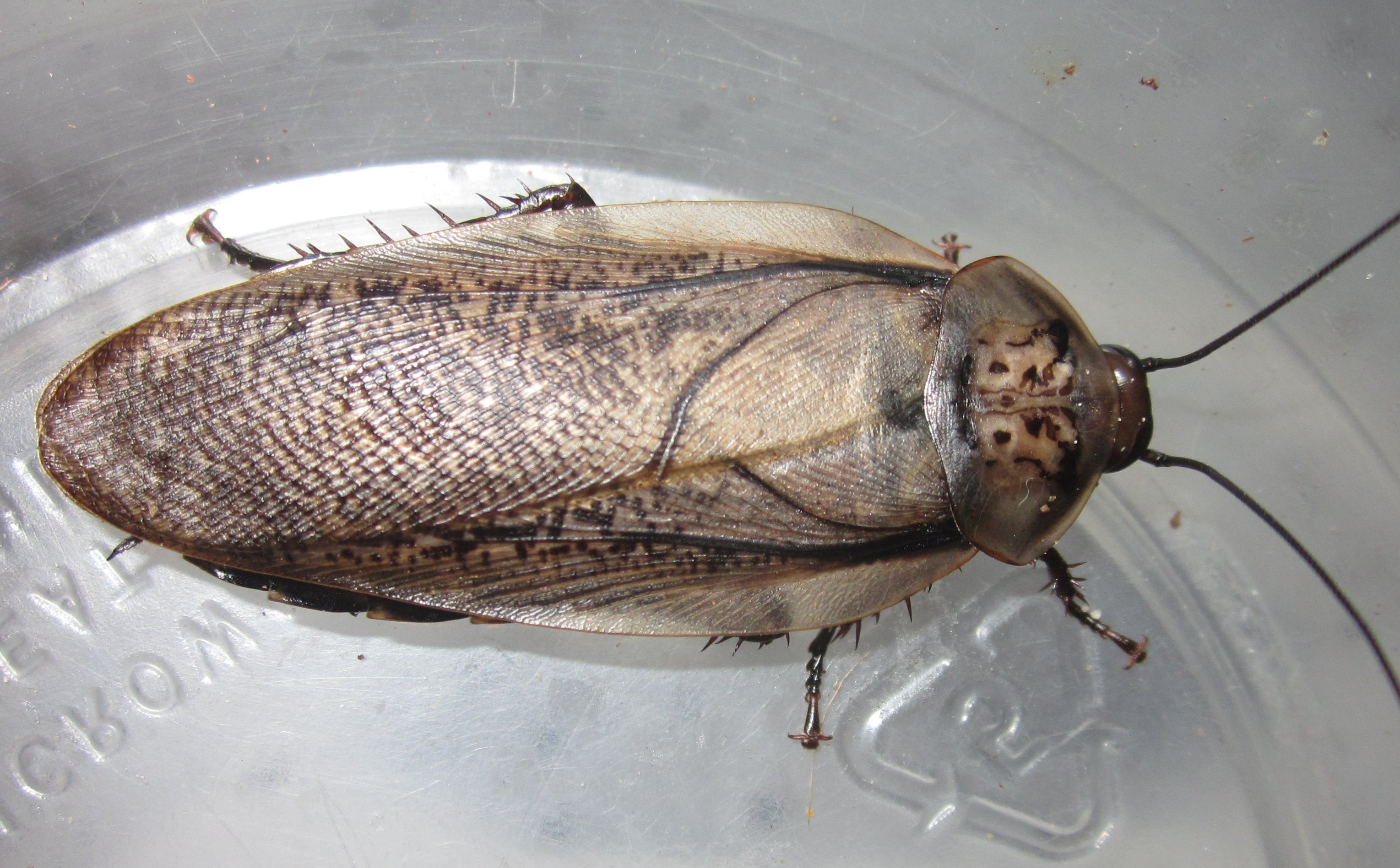 R.maderae#1.JPG