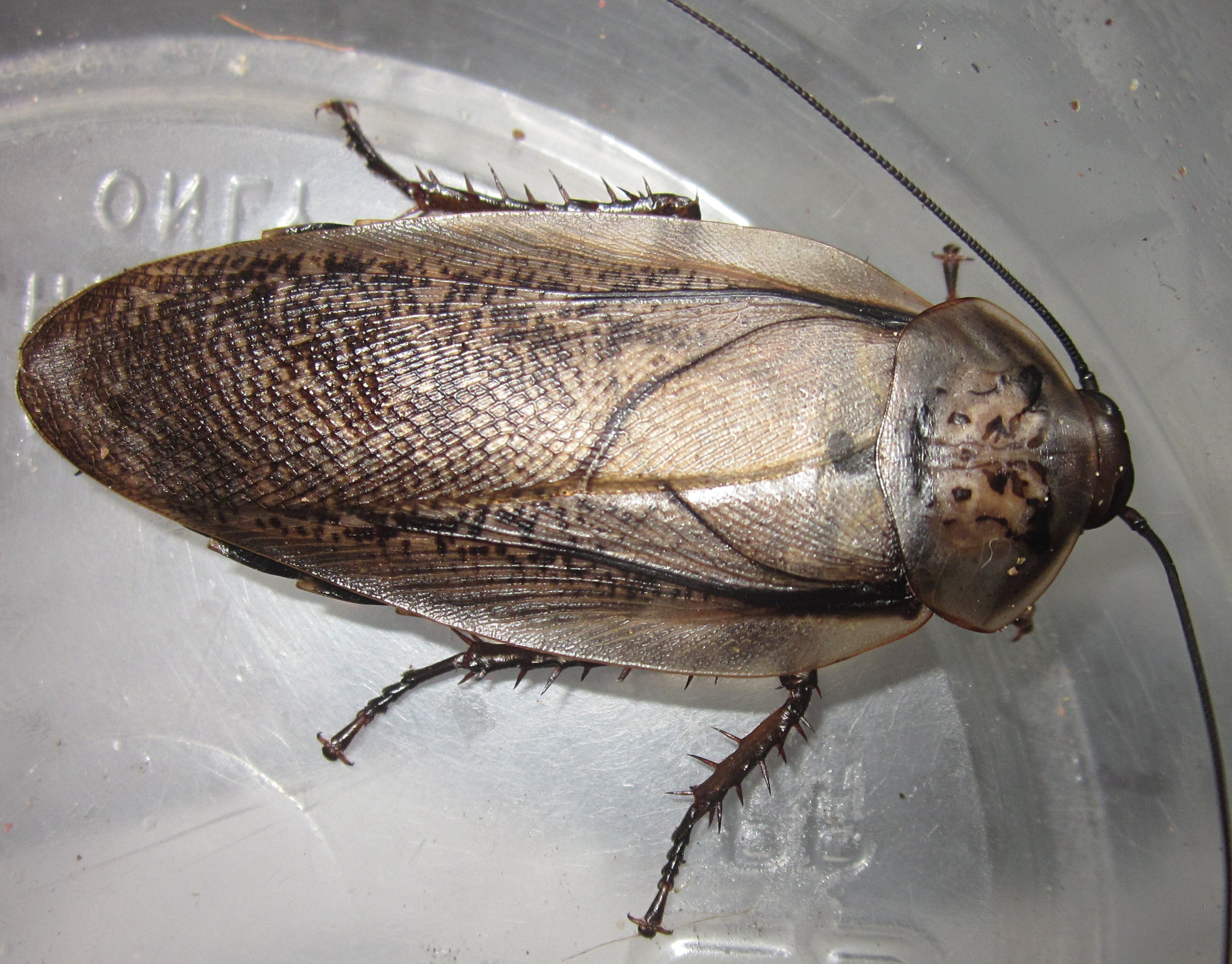 R.maderae#2.JPG