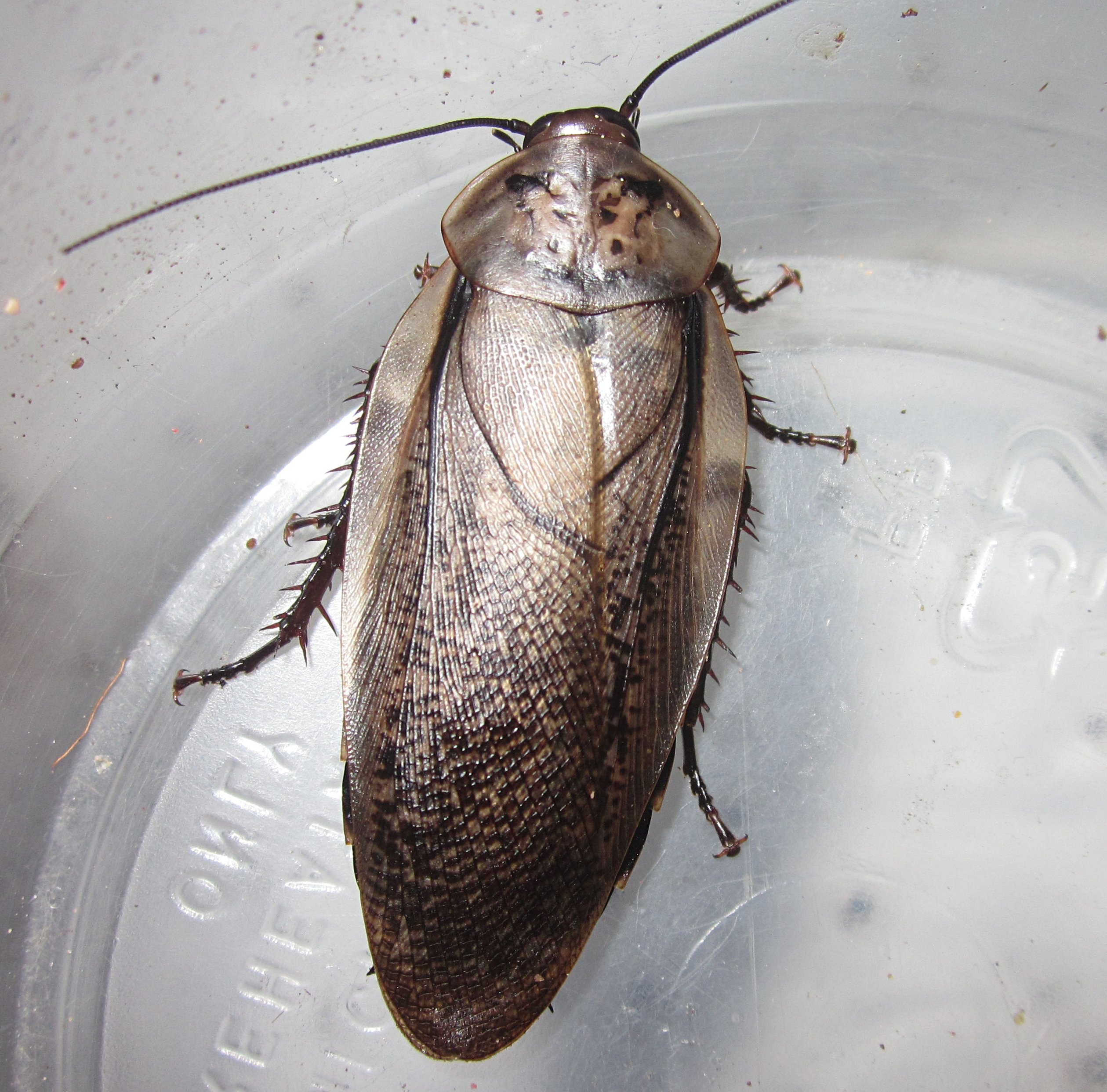 R.maderae#4.JPG