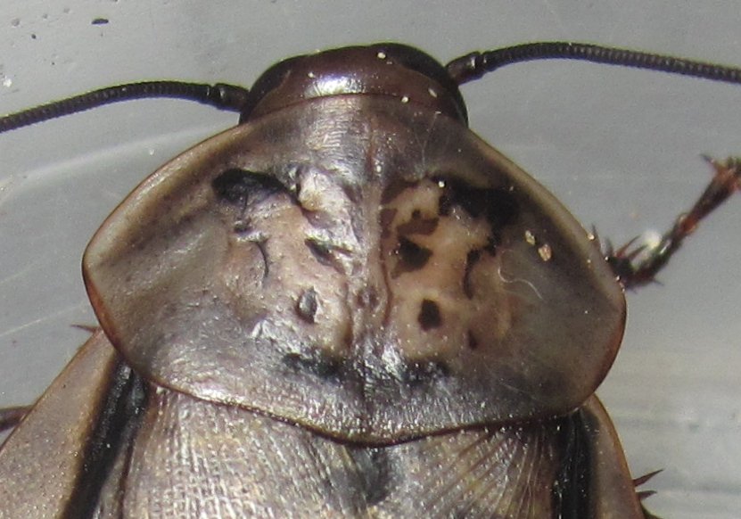 R.maderae#5.JPG