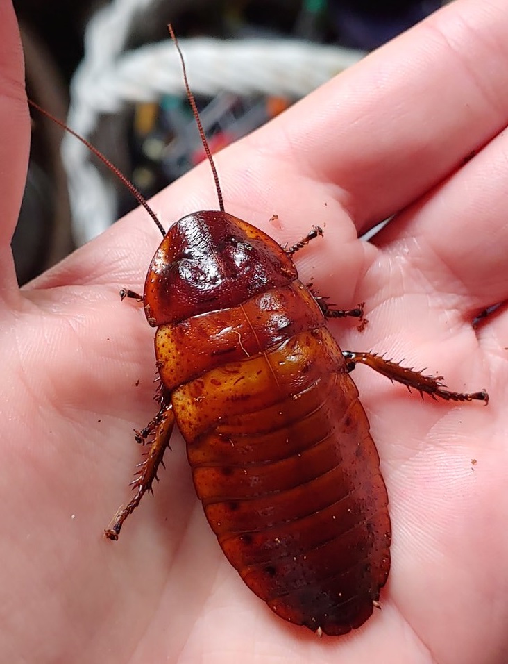roach.jpg