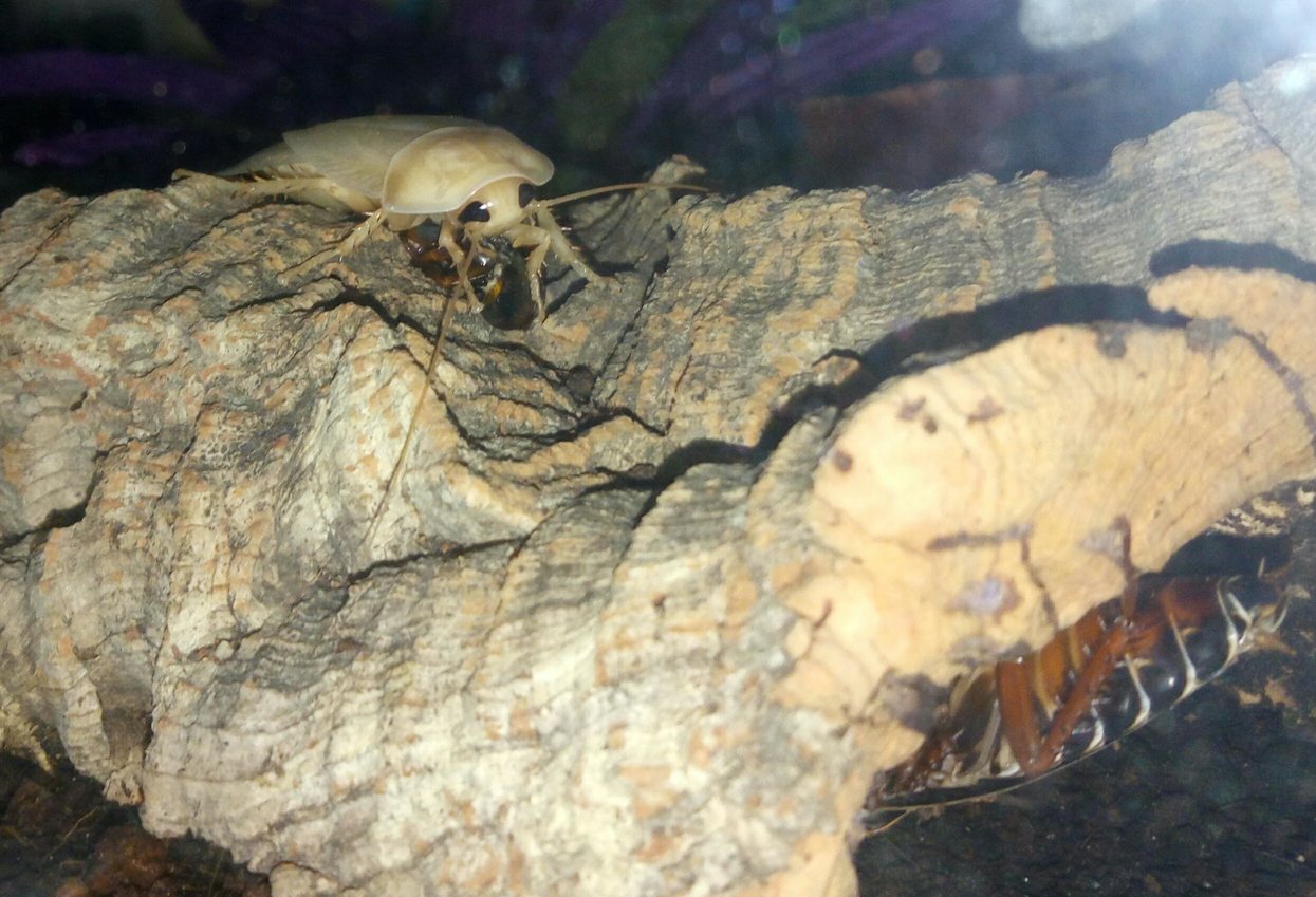 rsz_freshmolt.jpg