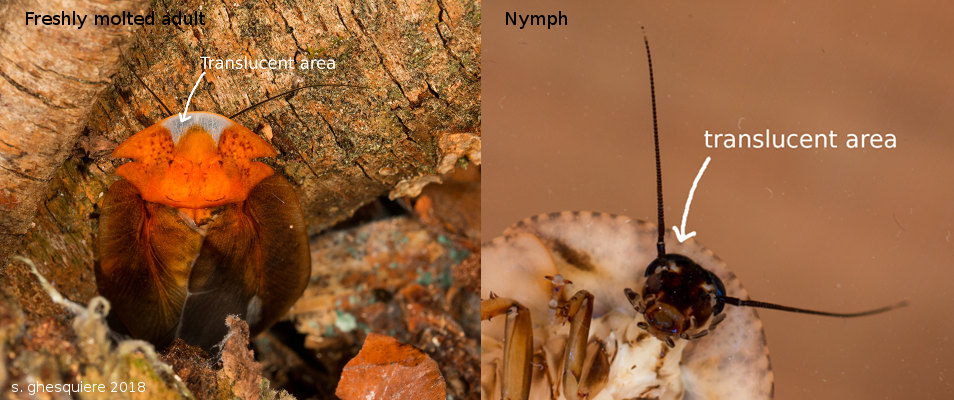 Schizopilia_fissicollis_8s.jpg