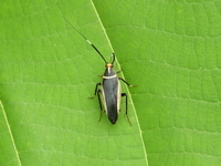 sp 00501.jpg