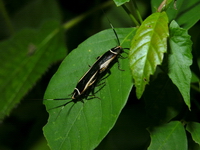 sp 00502.jpg