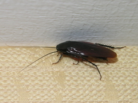 sp 00601.jpg