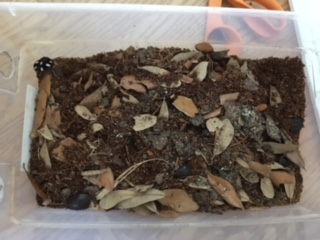 T. petevariana Enclosure.JPG